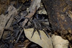 Ancylometes concolor