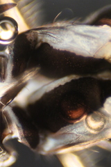 Rheumatobates rileyi