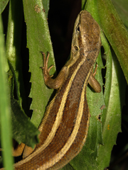 Liolaemus gravenhorstii