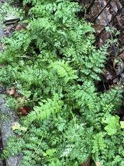 Corydalis cheilanthifolia