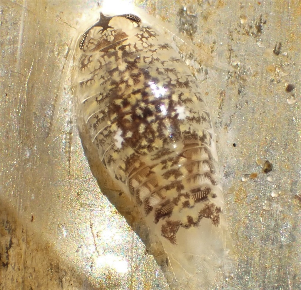 Sand Piranha