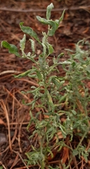 Hayhurstia atriplicis