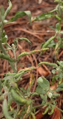 Hayhurstia atriplicis