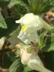 Galeopsis segetum