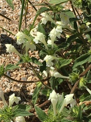 Galeopsis segetum