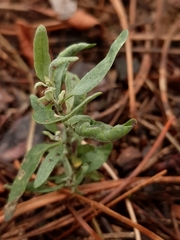 Hayhurstia atriplicis