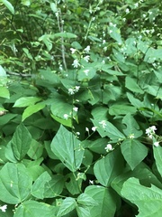 Hylodesmum pauciflorum