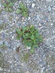 Plantago major