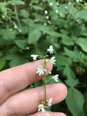 Hylodesmum pauciflorum