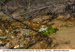 Cordulegaster erronea