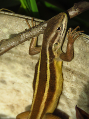 Liolaemus gravenhorstii