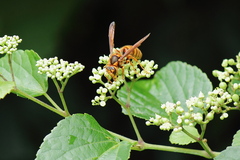 Vespa simillima xanthoptera