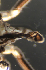 Rheumatobates rileyi