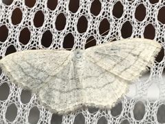 Scopula junctaria