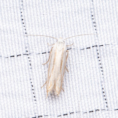 Polyhymno luteostrigella