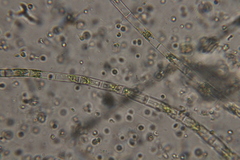 Ulothrix