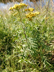 Tanacetum vulgare