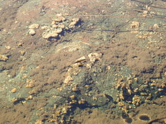 Limnoporus notabilis