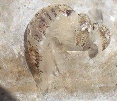 Cymothooidea