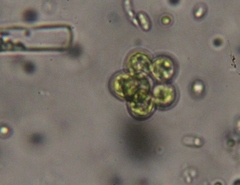 Coelastrum