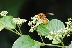 Vespa simillima xanthoptera