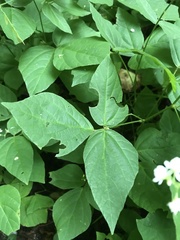 Hylodesmum pauciflorum