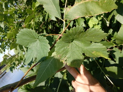 Humulus lupulus