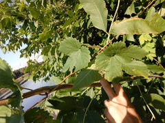 Humulus lupulus