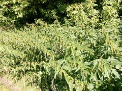 Urtica dioica