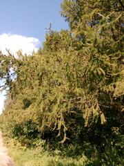 Larix decidua