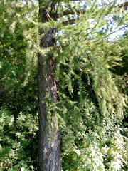 Larix decidua