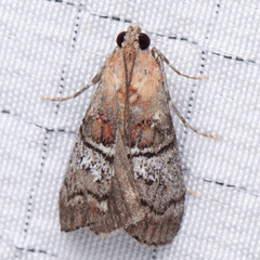 Pococera maritimalis