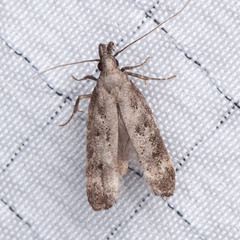Dichomeris inversella