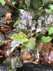 Podosphaera physocarpi