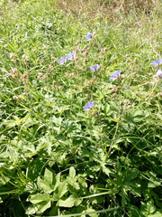 Geranium pratense
