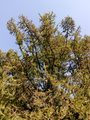 Larix decidua