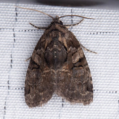 Pseudeustrotia indeterminata