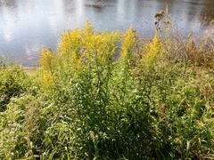 Solidago canadensis