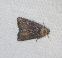 Mesoligia furuncula