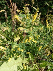 Melilotus officinalis