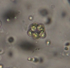 Coelastrum