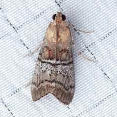 Pococera maritimalis