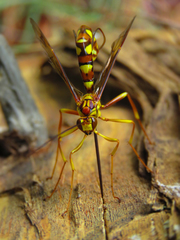 Megarhyssa praecellens