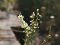 Melilotus albus