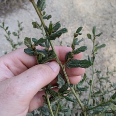 Ceanothus thyrsiflorus griseus