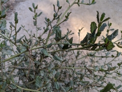 Ceanothus thyrsiflorus griseus