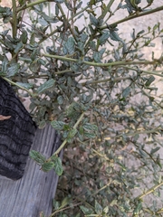 Ceanothus thyrsiflorus griseus