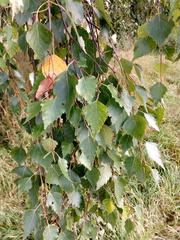Betula pendula