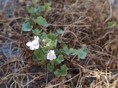 Cymbalaria muralis