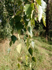 Betula pendula